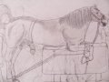 ah_1223847810639.limesrgood_lrg-stallion_bondage.jpg